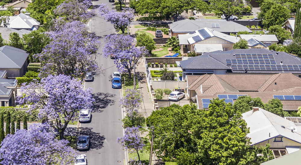 Street of Jacaranda trees in blossom and solar panel roof tops